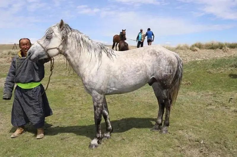 Одна из пород монгольских лошадей принята в генофонд ФАО ООН