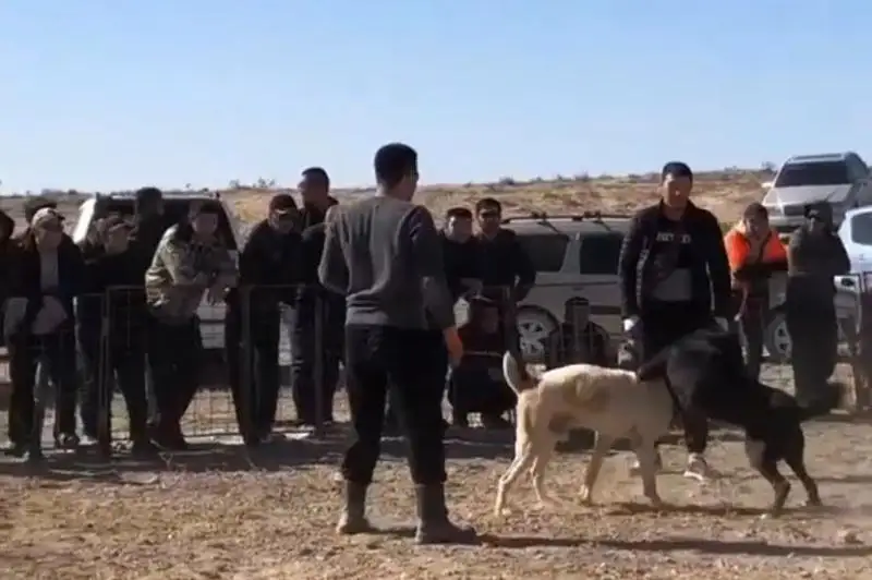 Установлена личность организатора собачьих боев в Мангистауской области