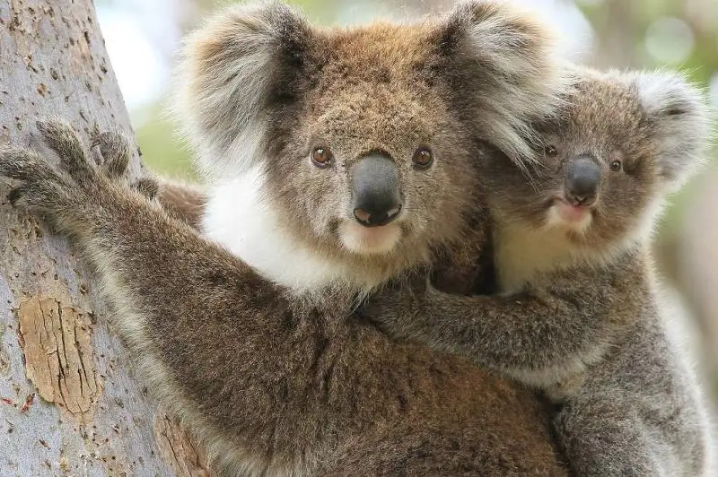 Коалы могут попасть в список находящихся под угрозой исчезновения животных