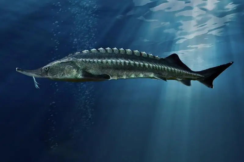 Двухметровую белугу выловили в Атырау