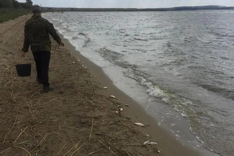 Причину гибели рыбы в озере установили в СКО