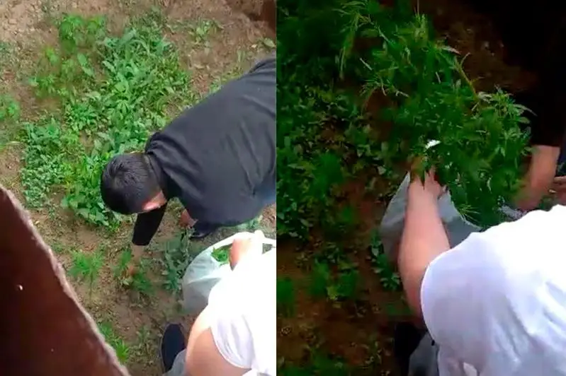 Свыше 170 кустов конопли изъяли у жителя Туркестанской области