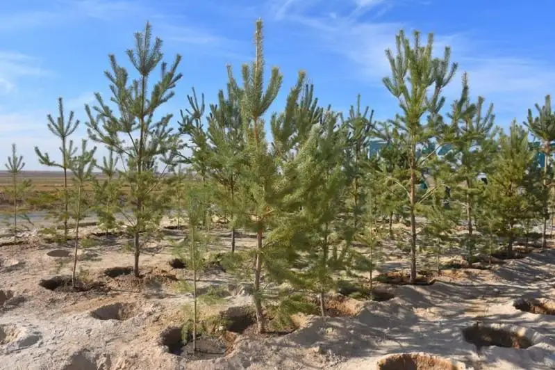 350 кустов клена и каштанов посадили в Туркестане