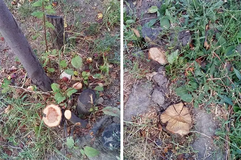 О причине «засохших арыков» рассказали в акимате Алматы