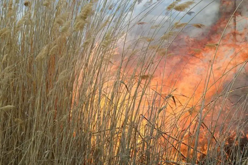 Пожар на побережье Каспия перекинулся на природный резерват «Ак Жайык»