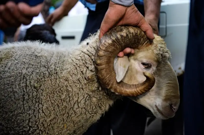 Свыше 1300 алматинцев подали онлайн-заявки на получение жертвенного мяса на Курбан айт