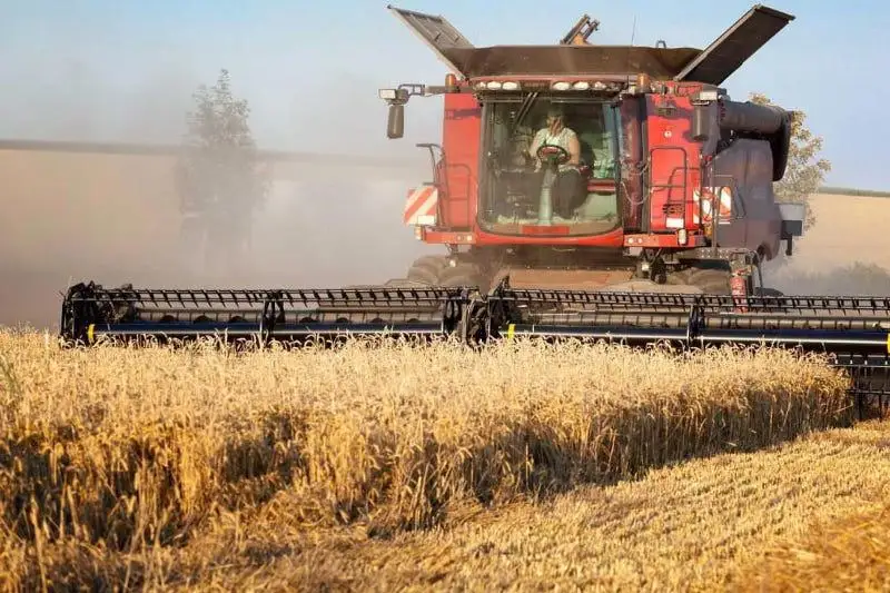 Завершилась уборка зерновых культур в ЗКО