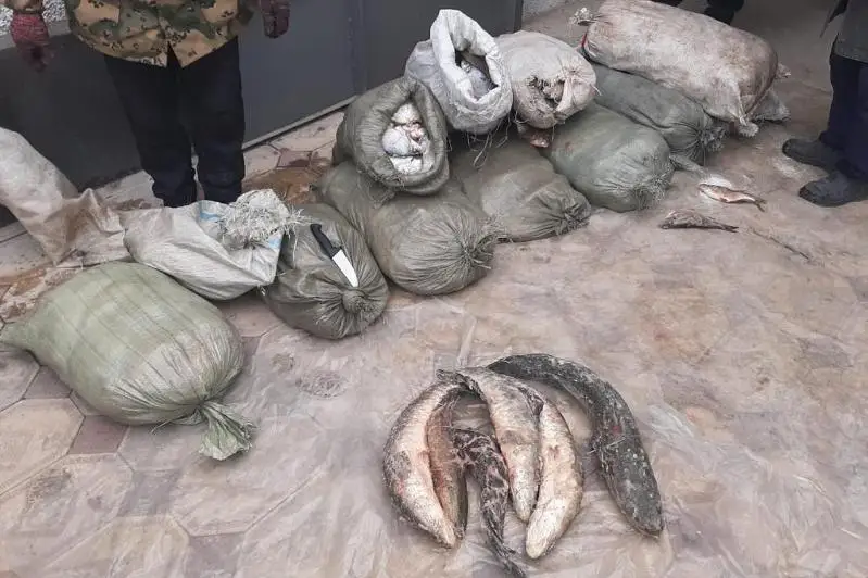400 кг изъятой у браконьеров рыбы передали в детсады в Туркестанской области