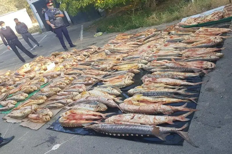 Браконьеров с тонной рыбы осетровых пород задержали в Атырауской области