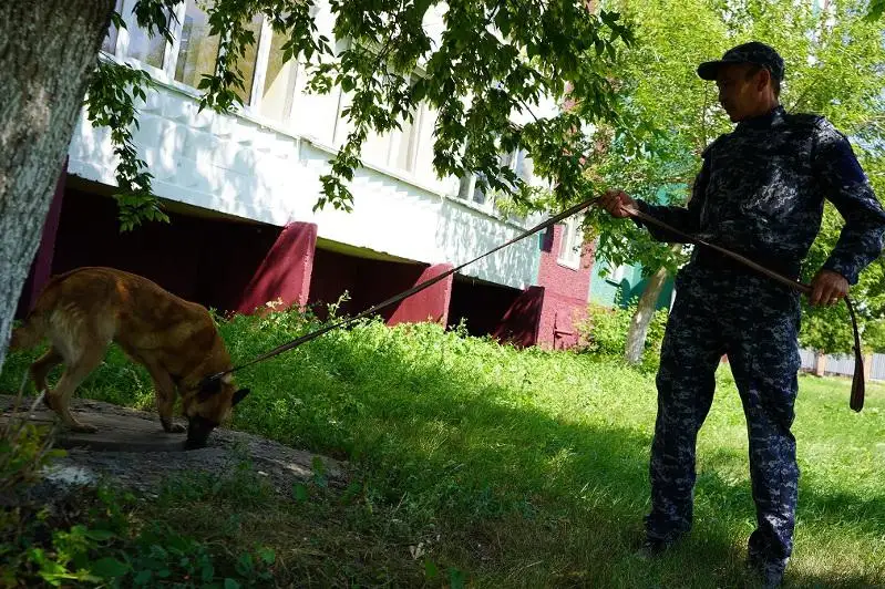 Синтетические наркотики учат искать служебных собак в СКО