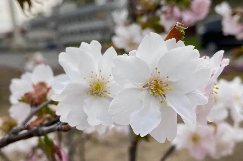 В Японии вывели новый сорт сакуры «Нур-Султан» в честь столицы Казахстана