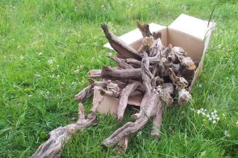 Рестораны Алматы призвали отказаться от использования саксаула для приготовления шашлыка