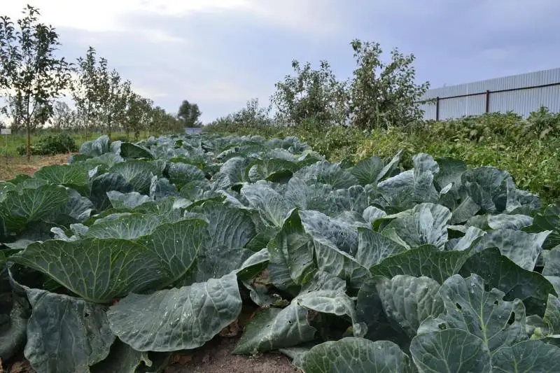 Коллективное садоводство возрождают в ЗКО