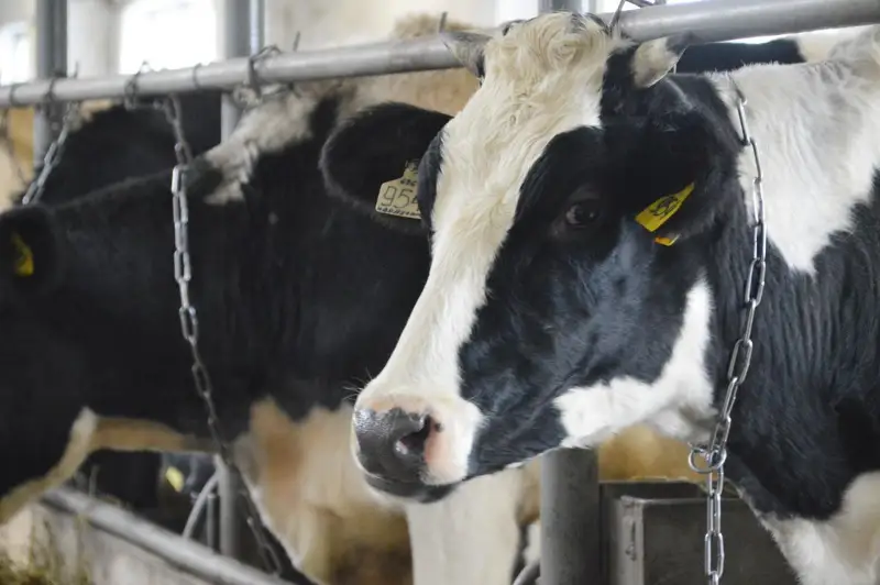 Названа причина гибели коров в одном из сел Атырауской области