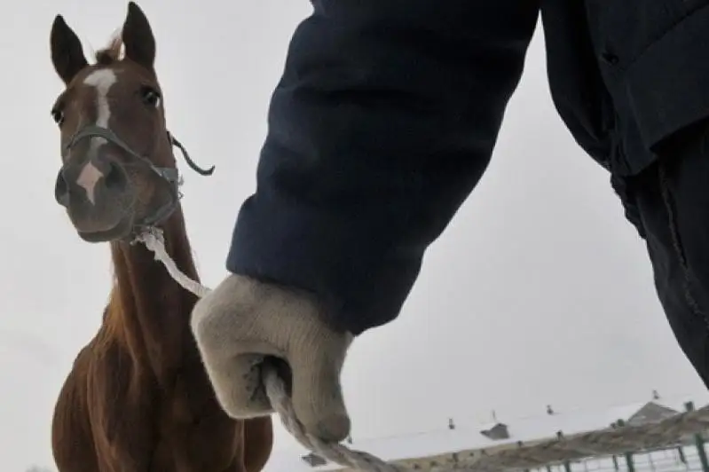Более 100 голов скота похитили жители Восточного Казахстана