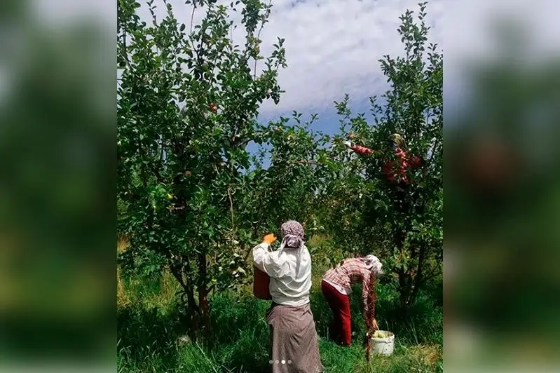 Рекордный урожай яблок планируют собрать в Тюлькубасском районе в этом году