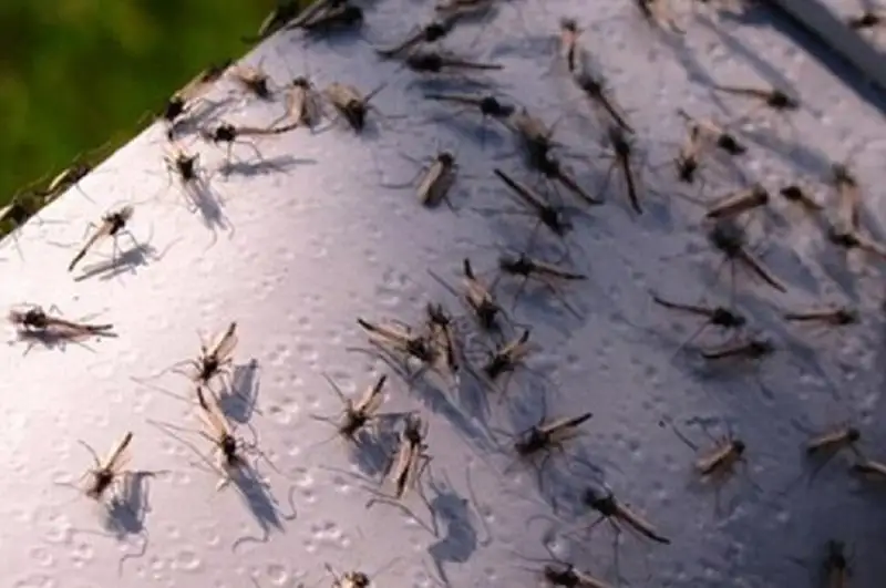 Сибирский гнус выявлен в Акмолинской области