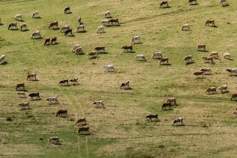 В Кызылординской области планируют ввести в оборот 7 млн гектаров пастбищ
