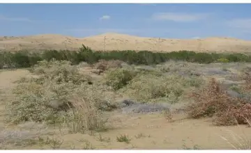 В песках Мангистау обнаружен скелет человека