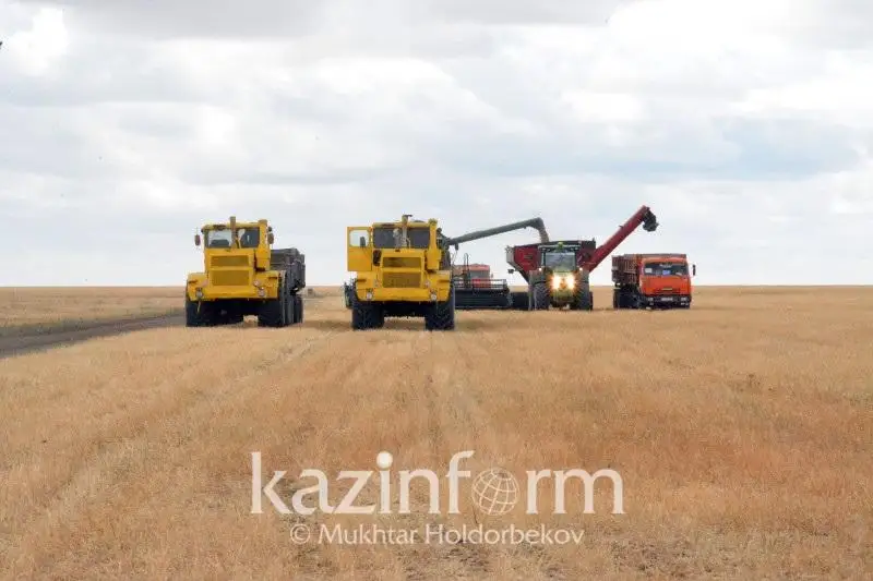 В Казахстане убрано 99,2% площади зерновых культур