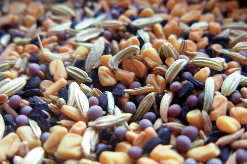 Доля элитных семян увеличилась почти в два раза - Минсельхоз о посевной кампании