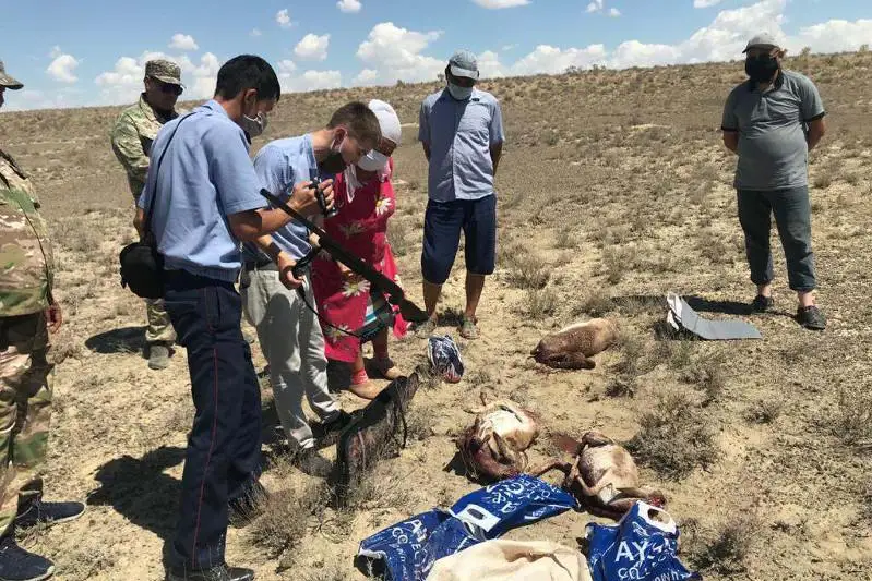 Туши джейранов обнаружили в машине браконьеров в Мангистауской области