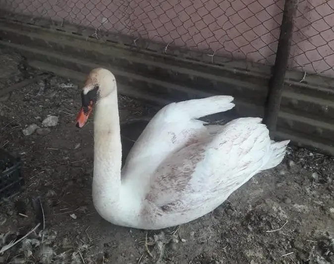 Раненого лебедя-шипуна спасли в Атырау