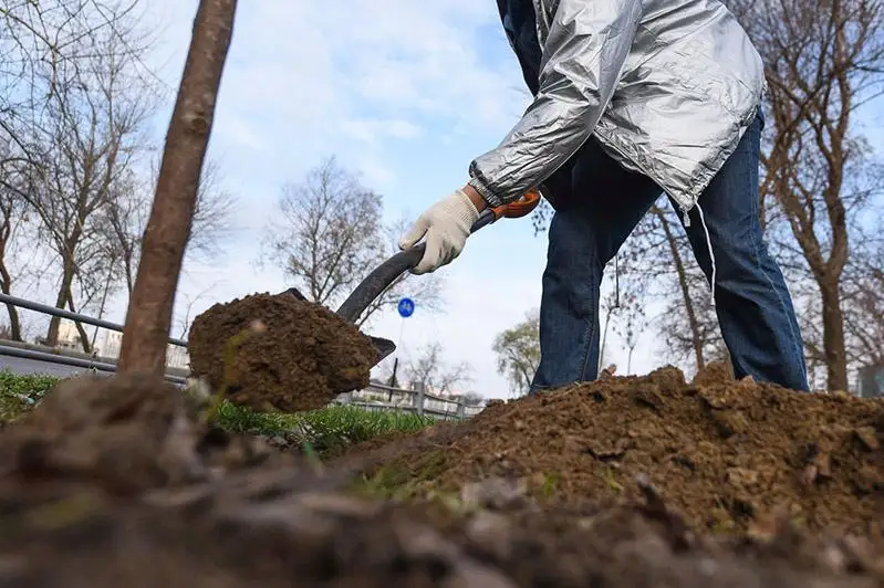 Около 200 тысяч деревьев планируют высадить в Алматы