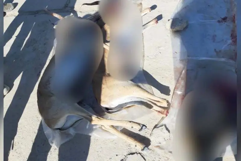 Браконьера с тушами сайгаков задержали в Кызылординской области