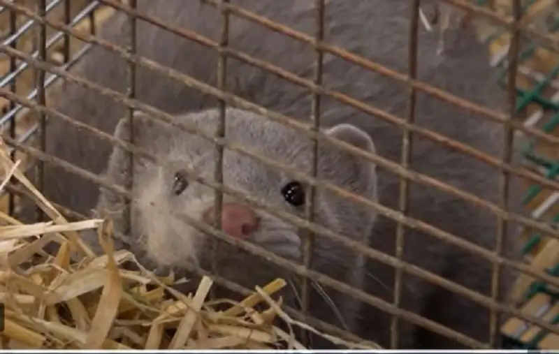 Дания добивает норок