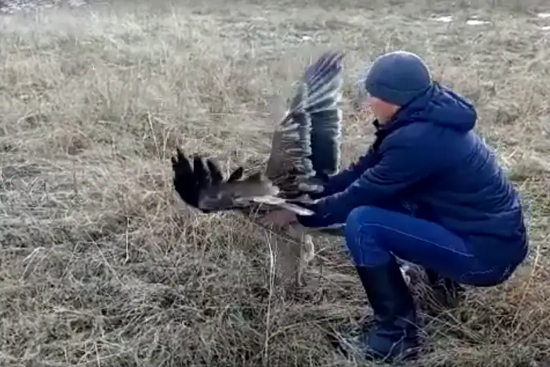 Краснокнижного орла спасли в Восточно-Казахстанской области