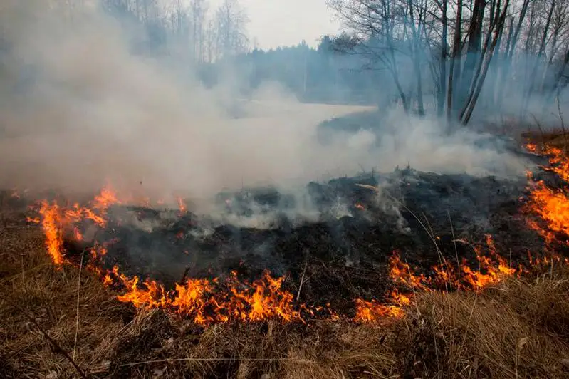 Свыше 600 лесных пожаров потушили спасатели в этом году на территории Казахстана