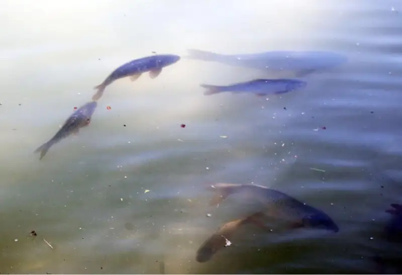 Увеличить производство рыбы до 3 500 тонн к 2025 году планируют в Жамбылской области