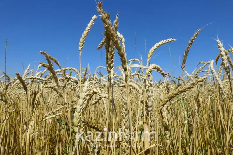 Аномальная жара негативно сказалась на состоянии зерновых посевов - Минсельхоз