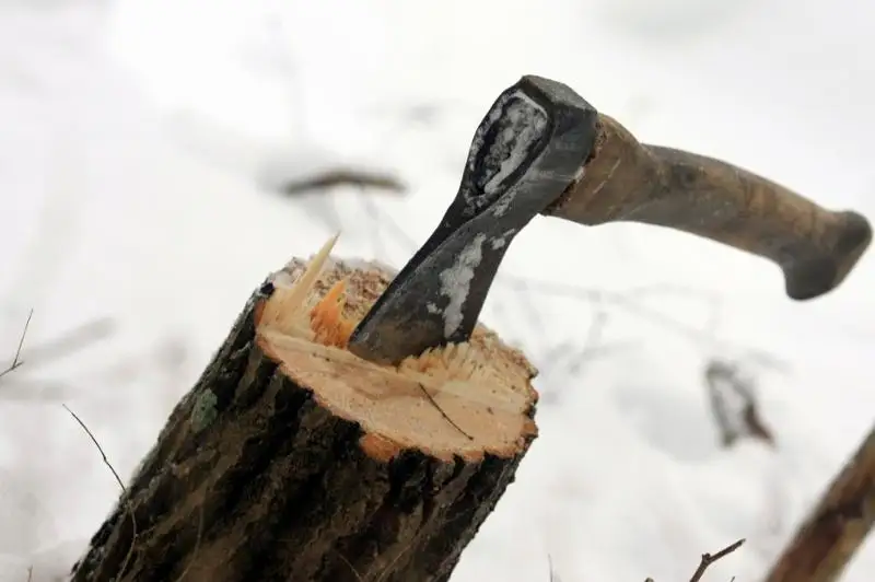 Прокуратура остановила вырубку деревьев в Петропавловске