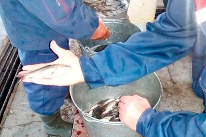 1,6 млн сеголеток карпа выпустят в водохранилища СКО