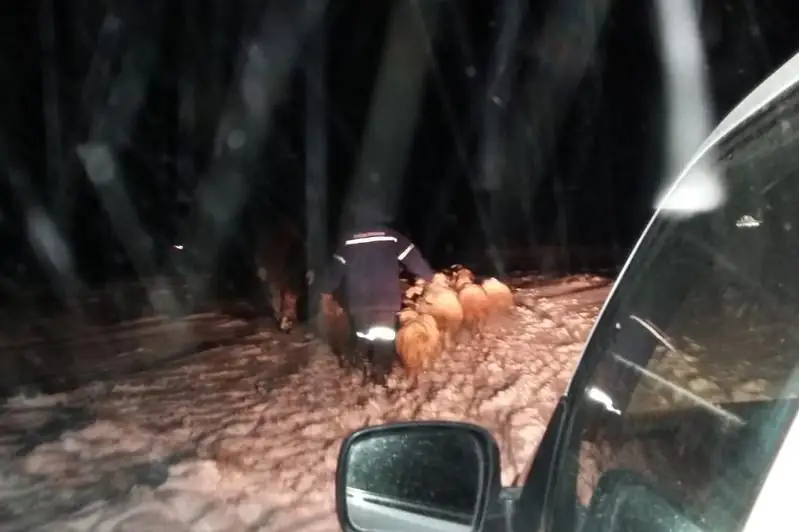 Заблудившегося во время бурана чабана нашли в Карагандинской области