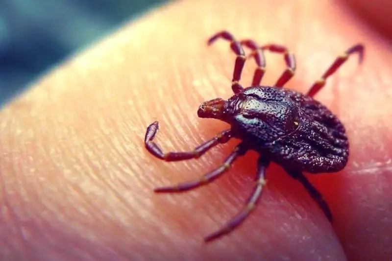 Весенняя борьба против клещей началась в Туркестанской области