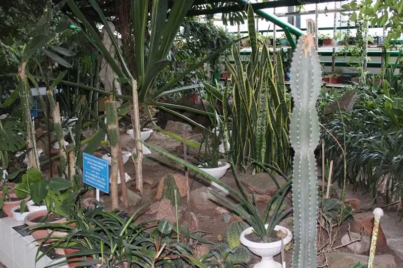 Как повлияет строительство спорткомплекса на освещение ботанического сада в Петропавловске