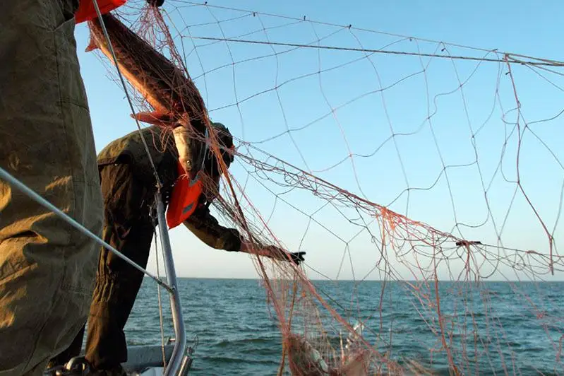 В Атырау прокуратура просит суд пересмотреть решение по браконьерам