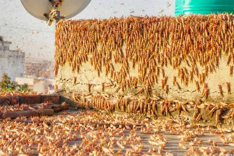 Индия переживает самое опустошительное нашествие саранчи за последние 30 лет