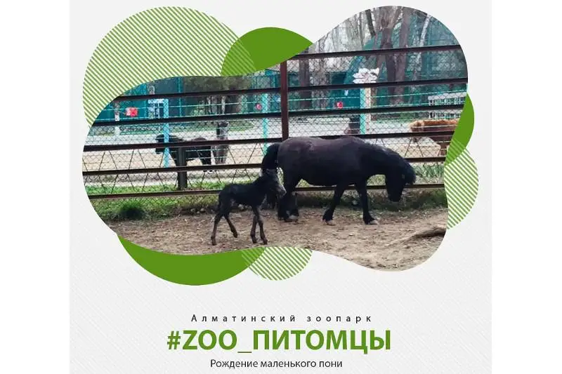 В зоопарке Алматы на свет появился пони
