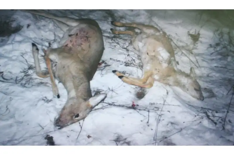 Шесть сибирских косуль отстрелили браконьеры в СКО