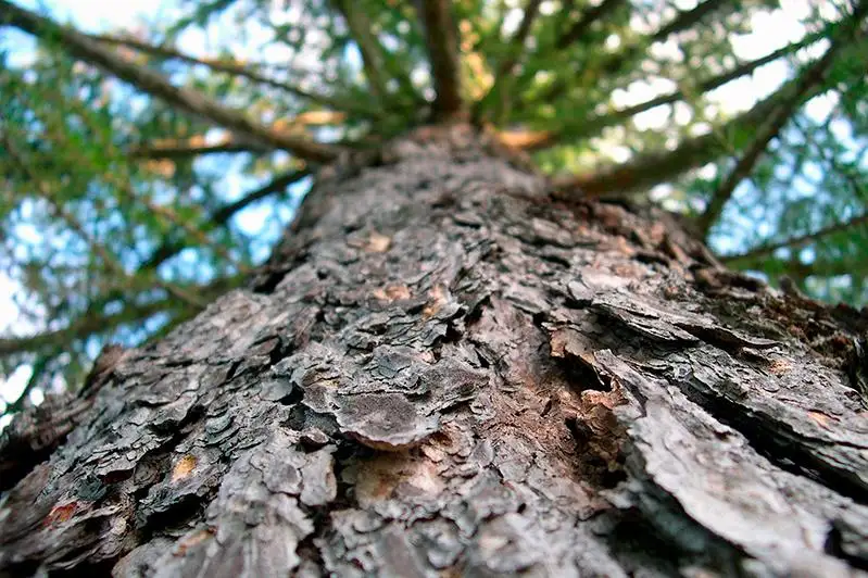 Деревья в Актобе будут оцифрованы и получат паспорта