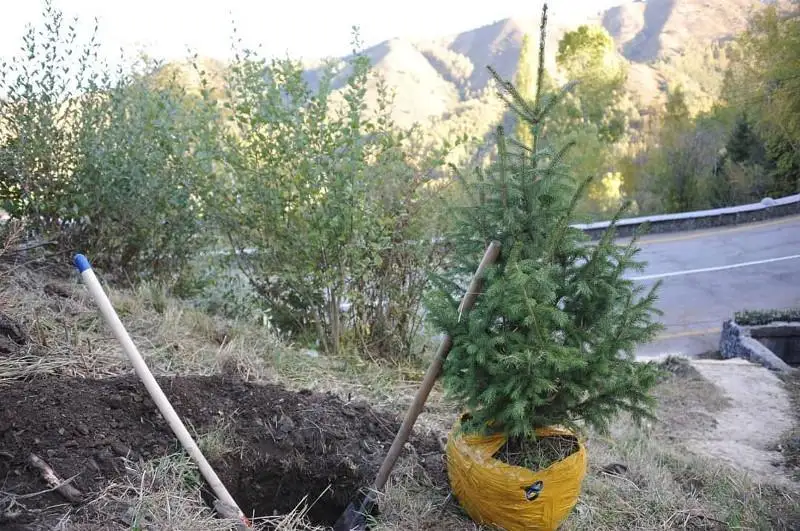 Бакытжан Сагинтаев наказал подчиненных за брошенные на Кок-Тобе саженцы