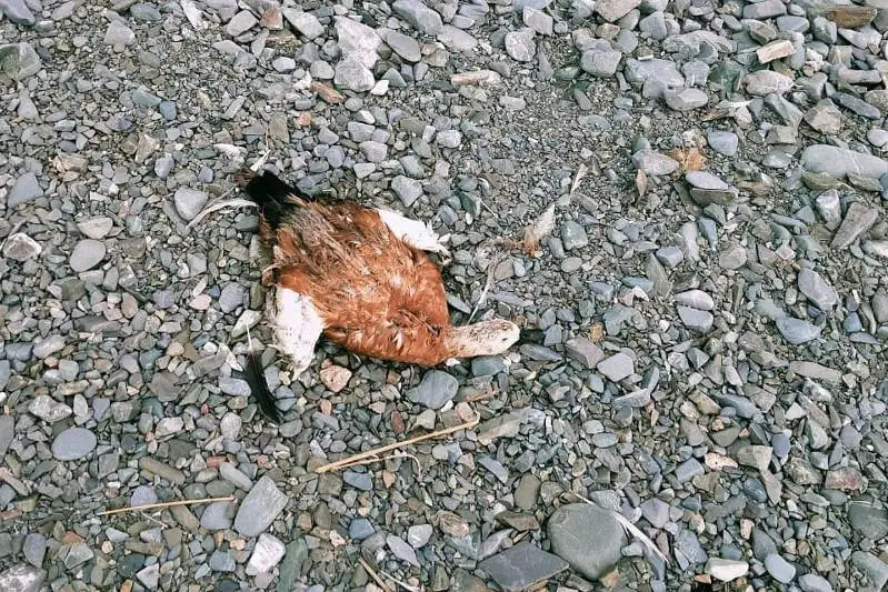 Тушки мертвых уток обнаружили на озере Алаколь