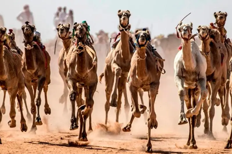 В Египет возвращаются верблюжьи бега