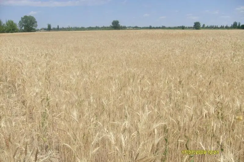 Свыше 763 тысячи тонн зерна нового урожая собрали в Жамбылской области