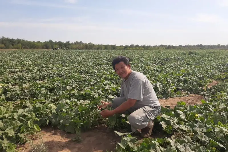 На плантациях Уральска трудятся около 300 приезжих работников