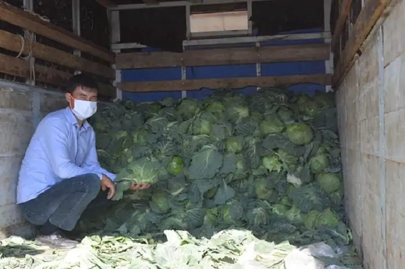 В Жетысае предприниматель раздал землякам до 4 тонн капусты